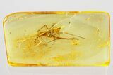 Detailed Fossil Spider (Araneae) In Baltic Amber #372484-1